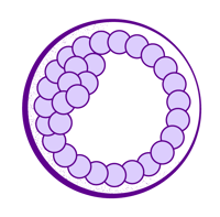 Illustration of a euploid embryo