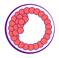Illustration of an aneuploid embryo
