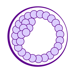 Illustration of a euploid embryo