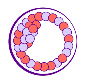 Illustration of a mosaic embryo