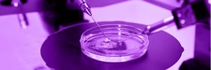 Petri dish under a microscope